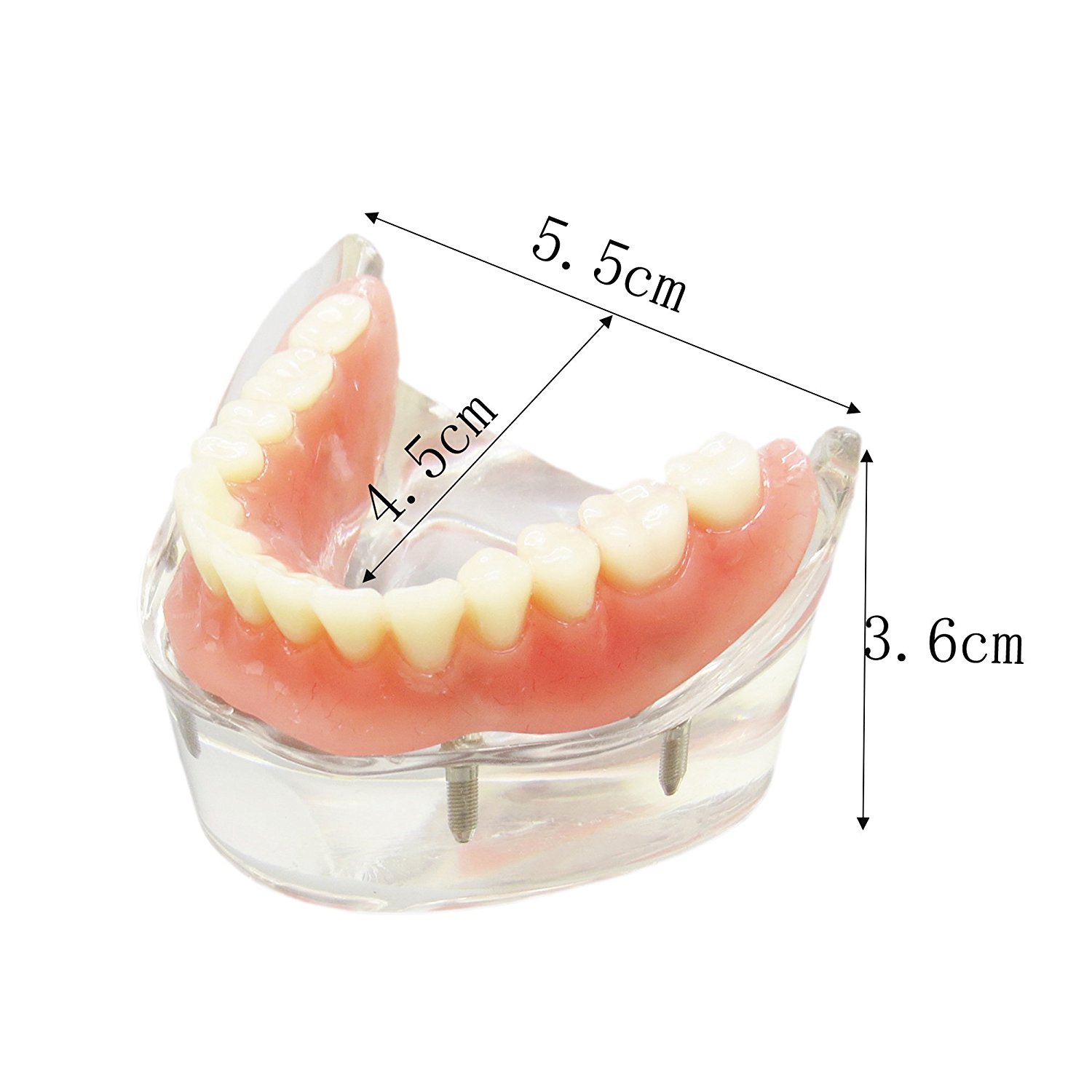 非売品 正規品 モデルカップ 模型 歯科技工 lsansimon.com