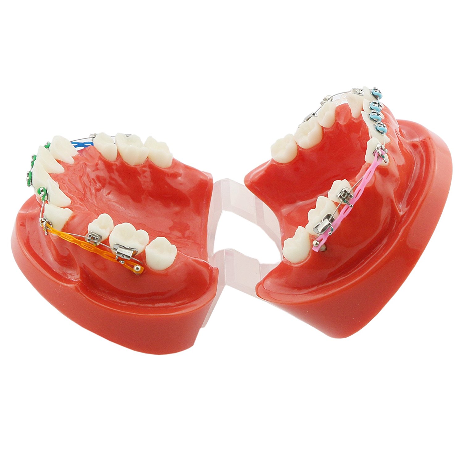 歯科上下顎180度開閉式歯列矯正模型 矯正歯科治療用研究用 ブラケット